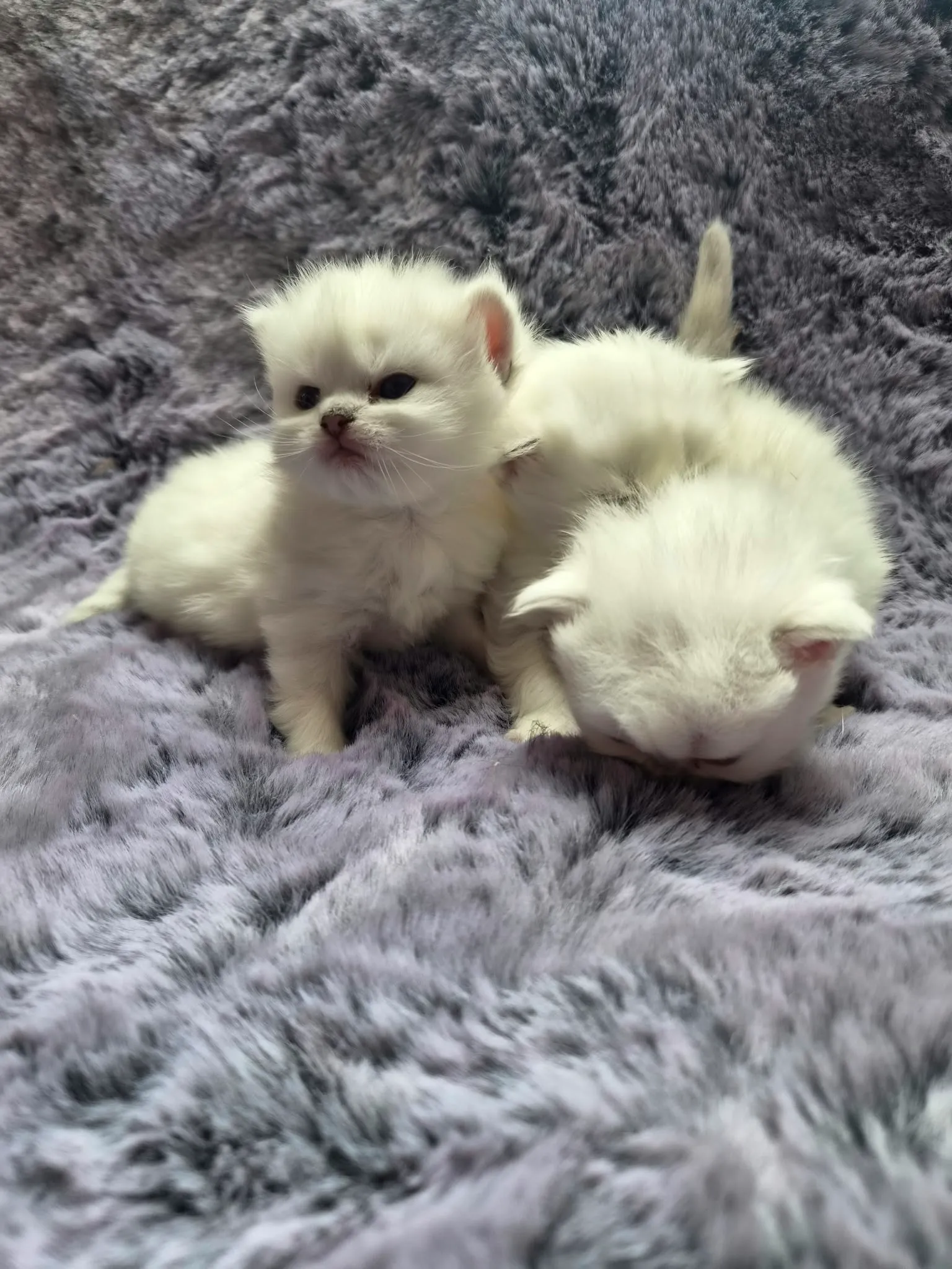 Majas Kätzchen, Britisch Kurzhaar Kitten, Foto 3