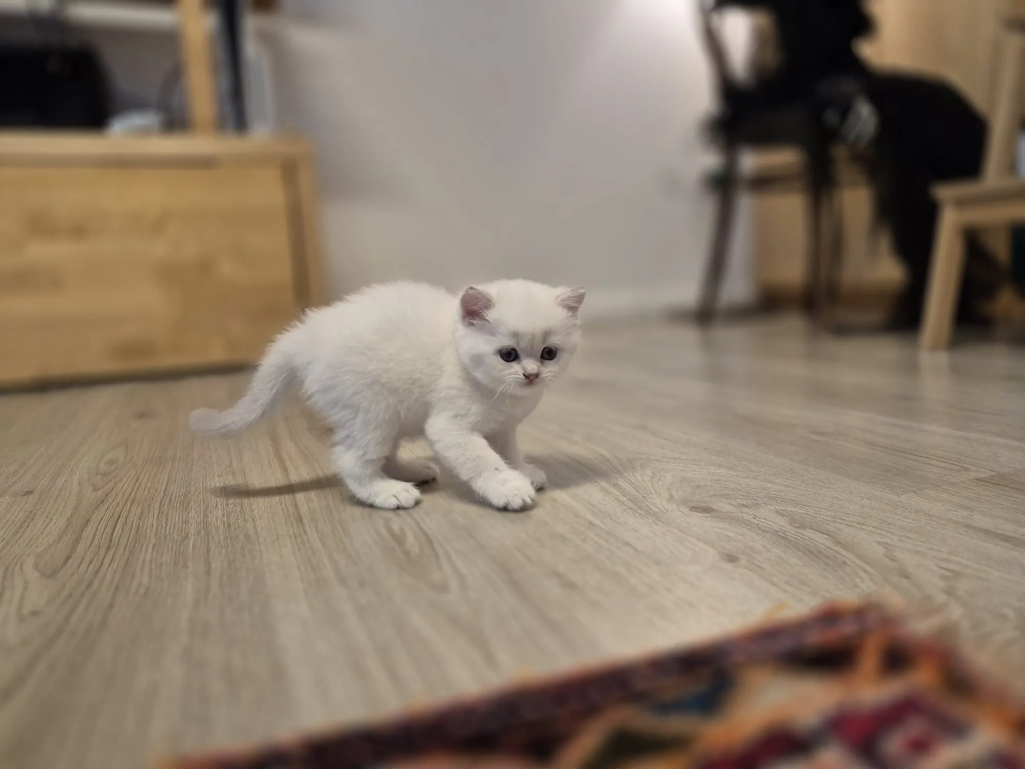 Reserviertes British Kitten, Foto 2