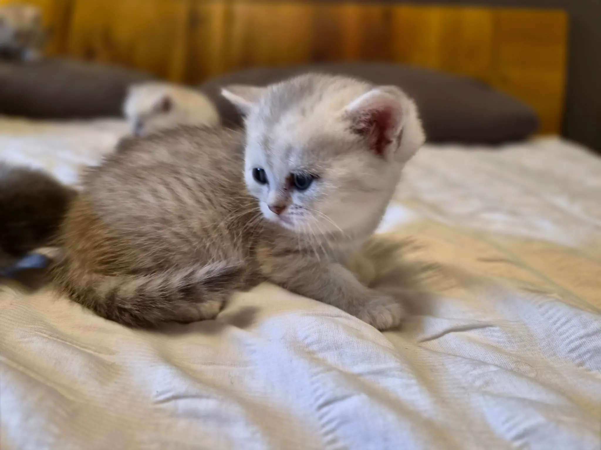Reserviertes British Kitten, Foto 5