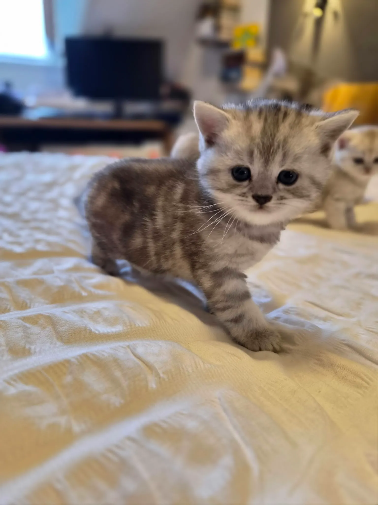 Reserviertes British Kitten, Foto 4
