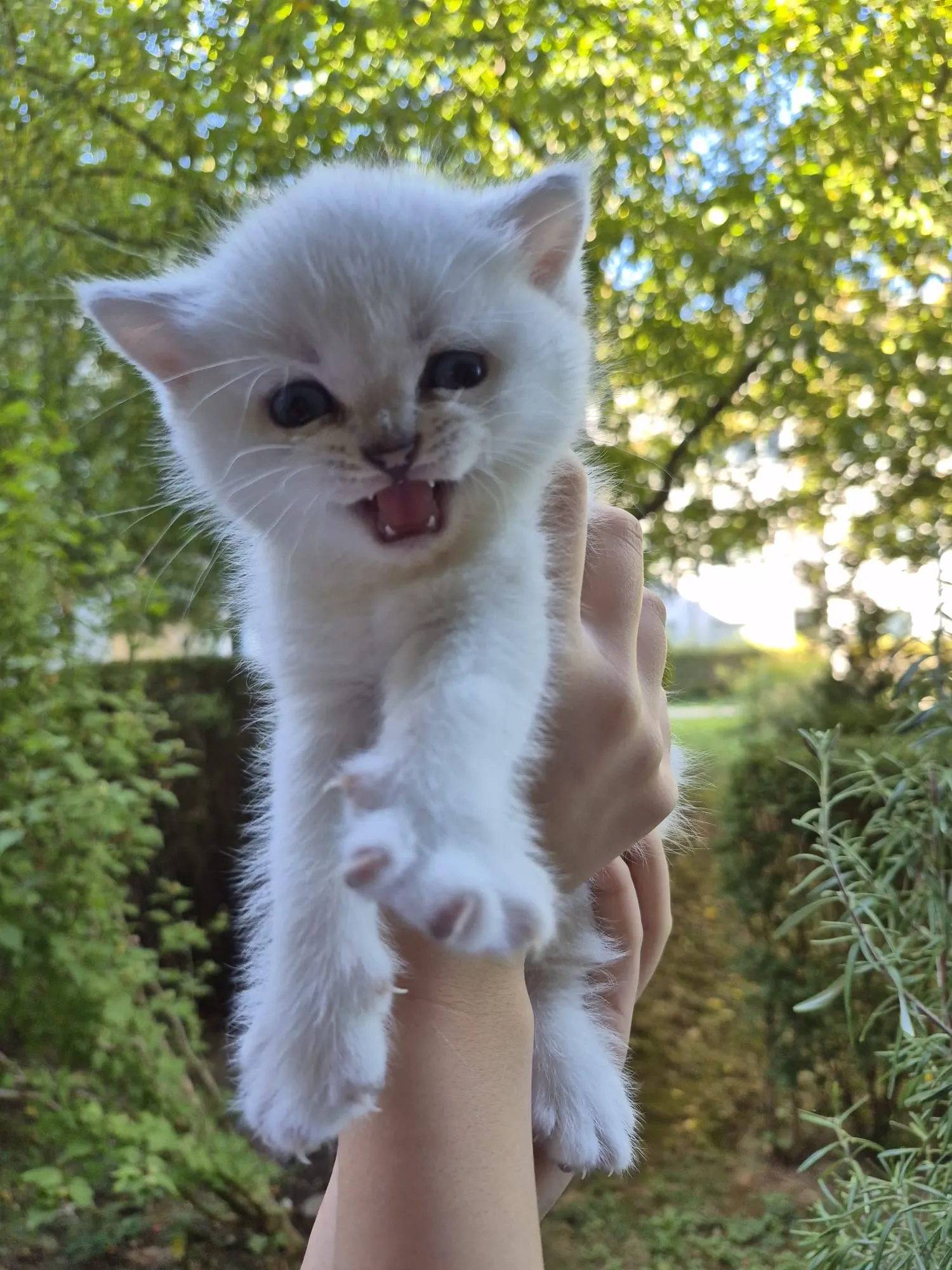 Reserviertes British Kitten, Foto 1