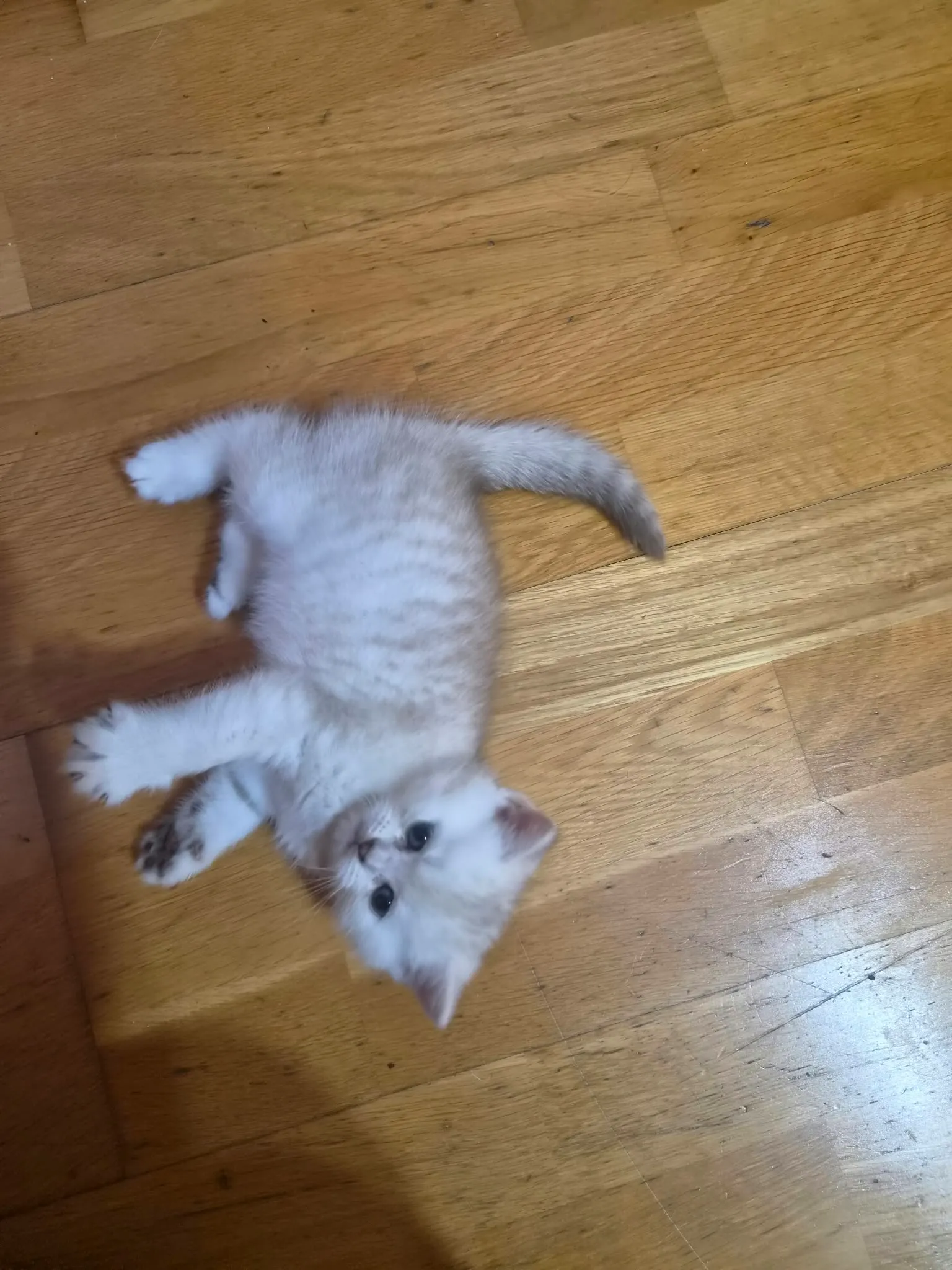 Reserviertes British Kitten, Foto 12