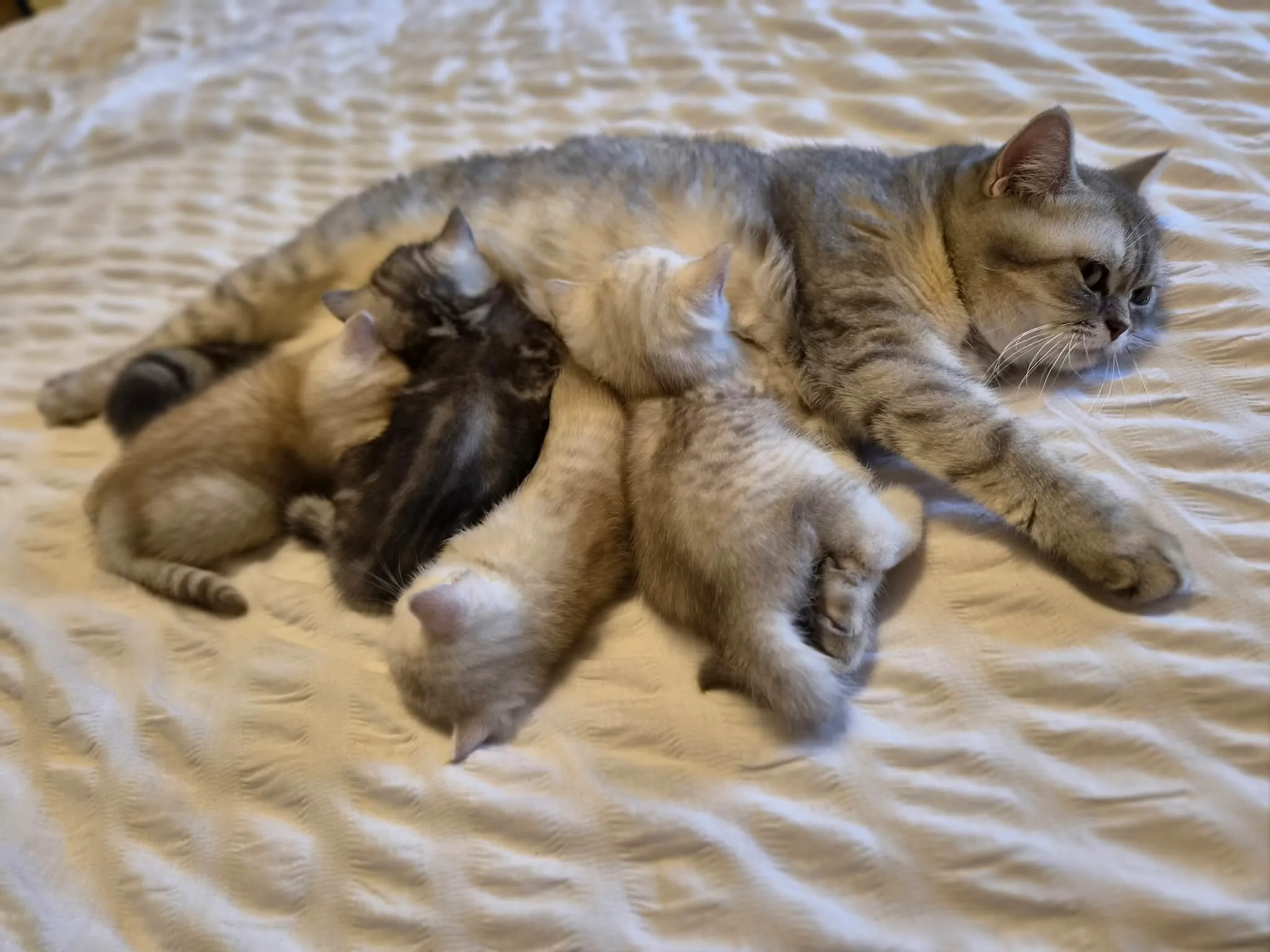 Reserviertes British Kitten, Foto 11