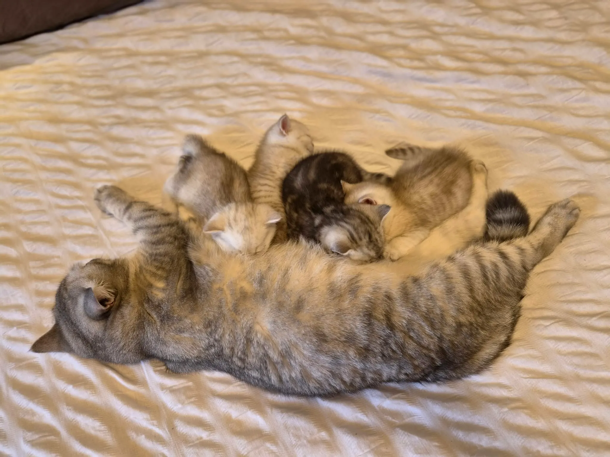Reserviertes British Kitten, Foto 10