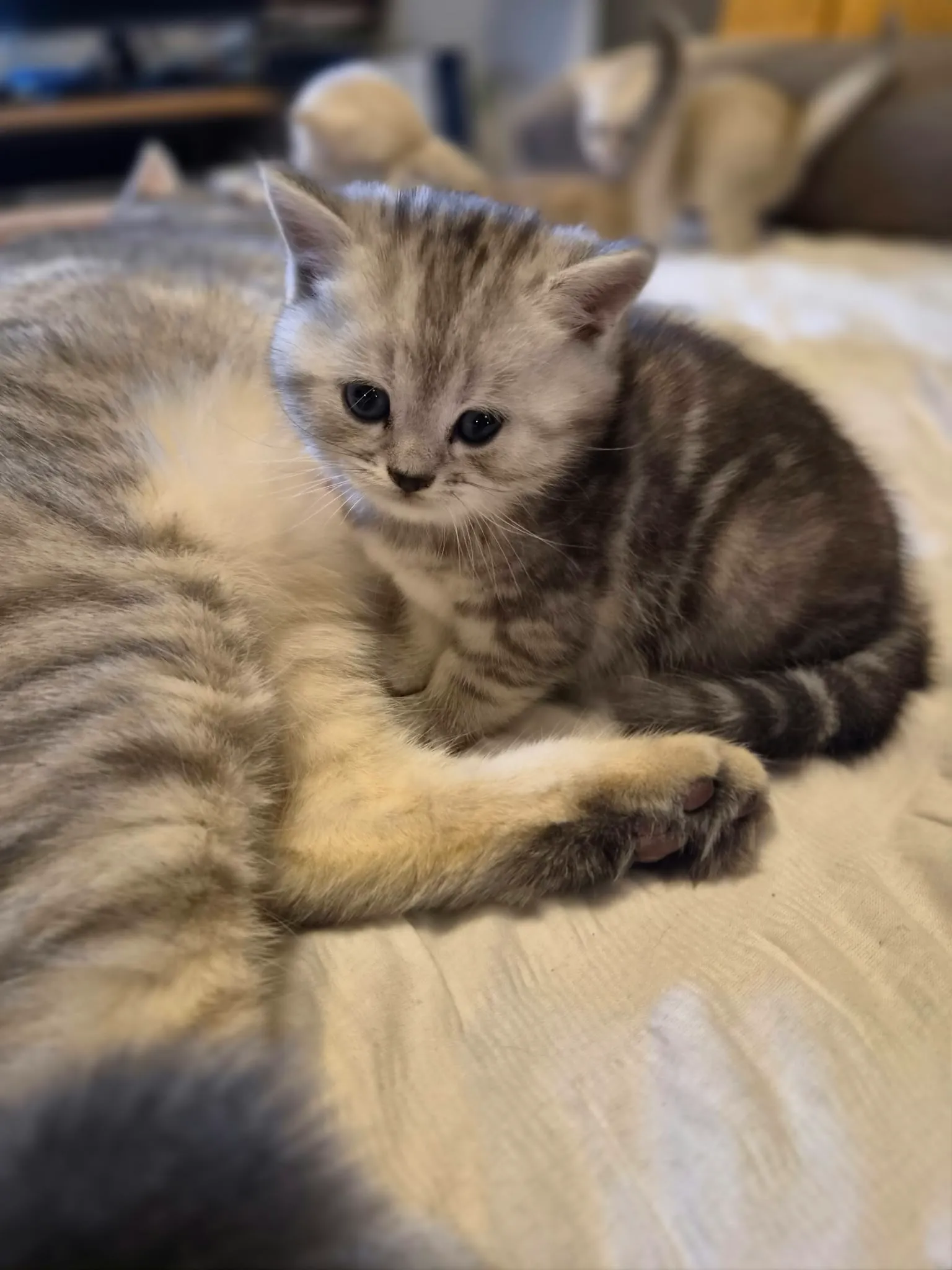 Reserviertes British Kitten, Foto 6