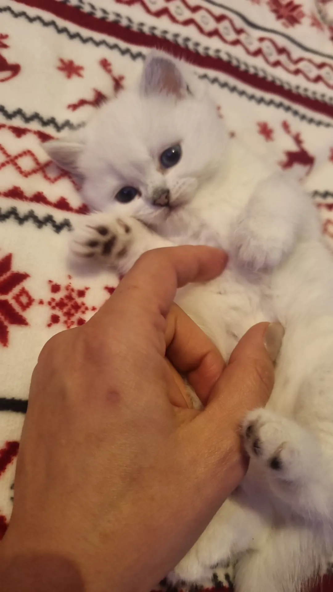 Kitten aus Majas früherem Wurf, Foto 4