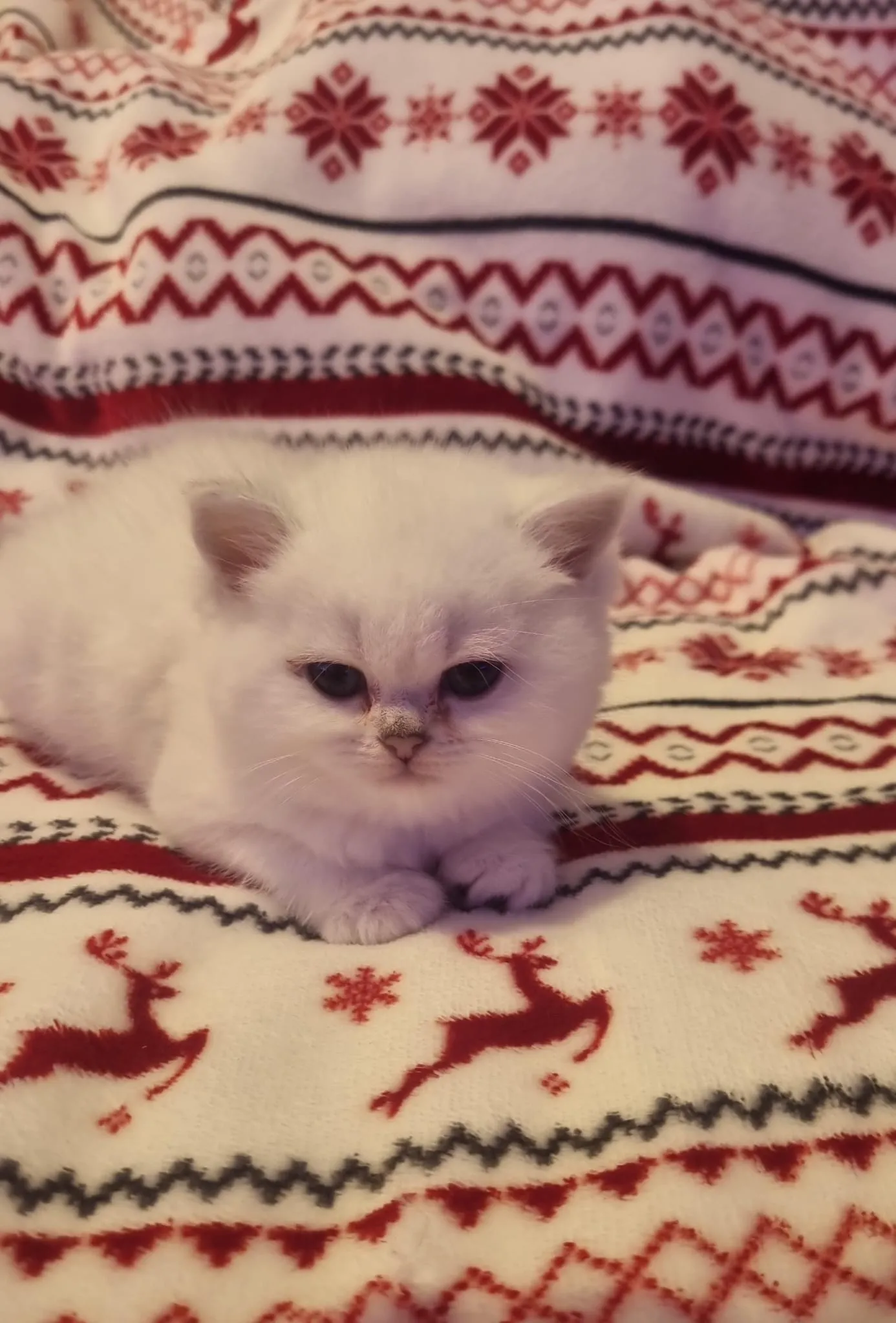 Kitten aus Majas früherem Wurf, Foto 5
