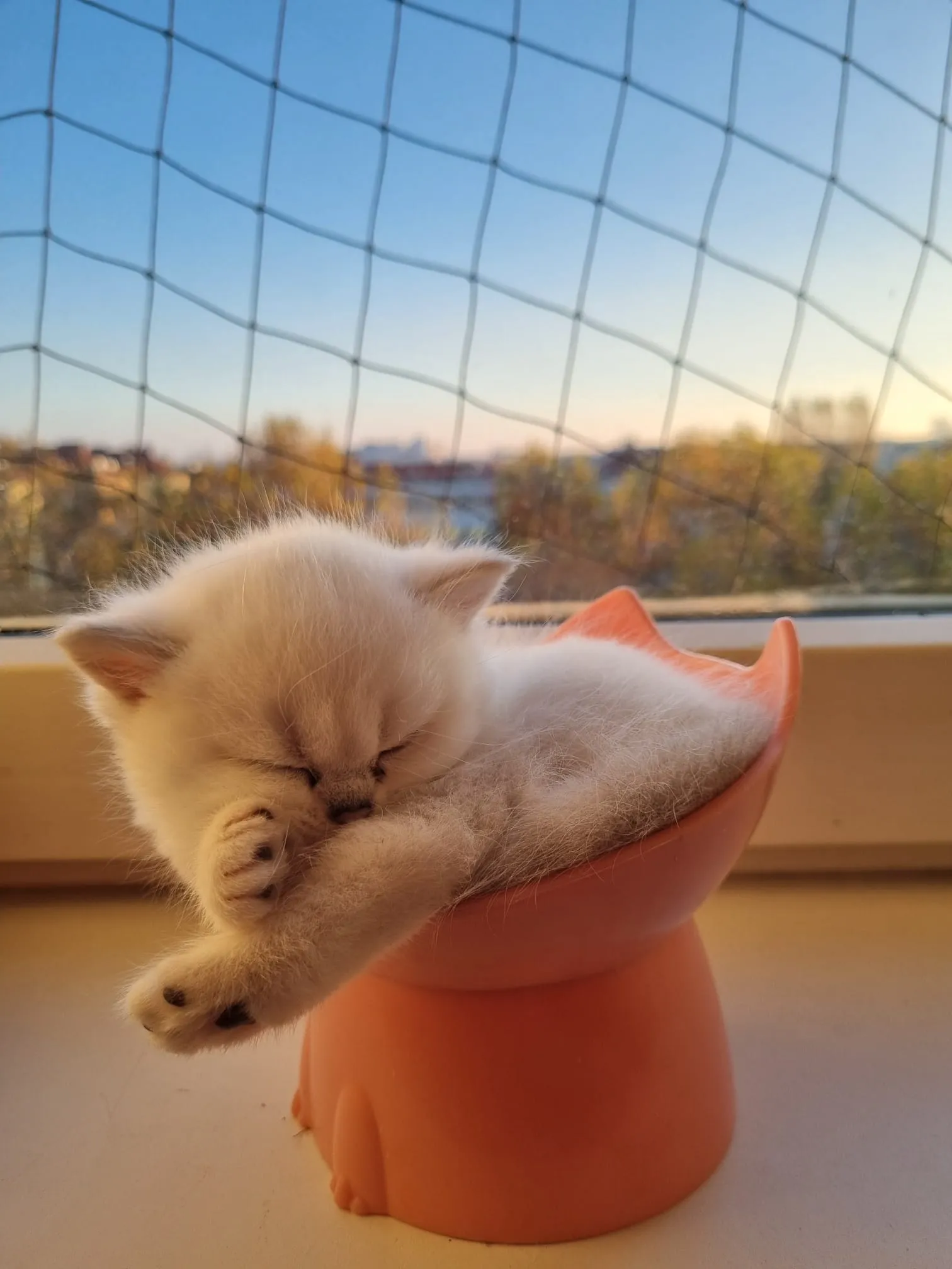 Kitten aus Majas früherem Wurf, Foto 1