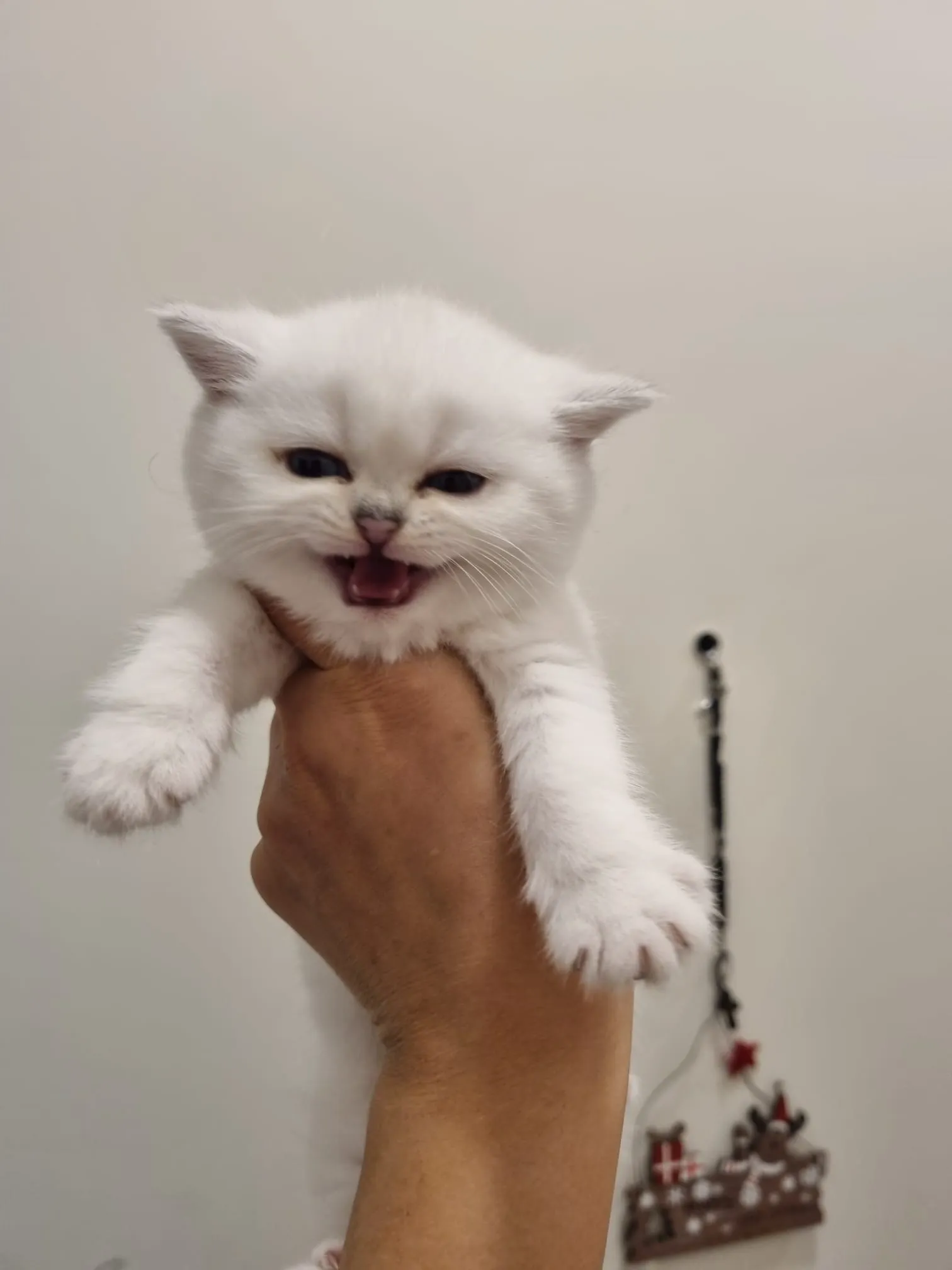 Kitten aus Majas früherem Wurf, Foto 2