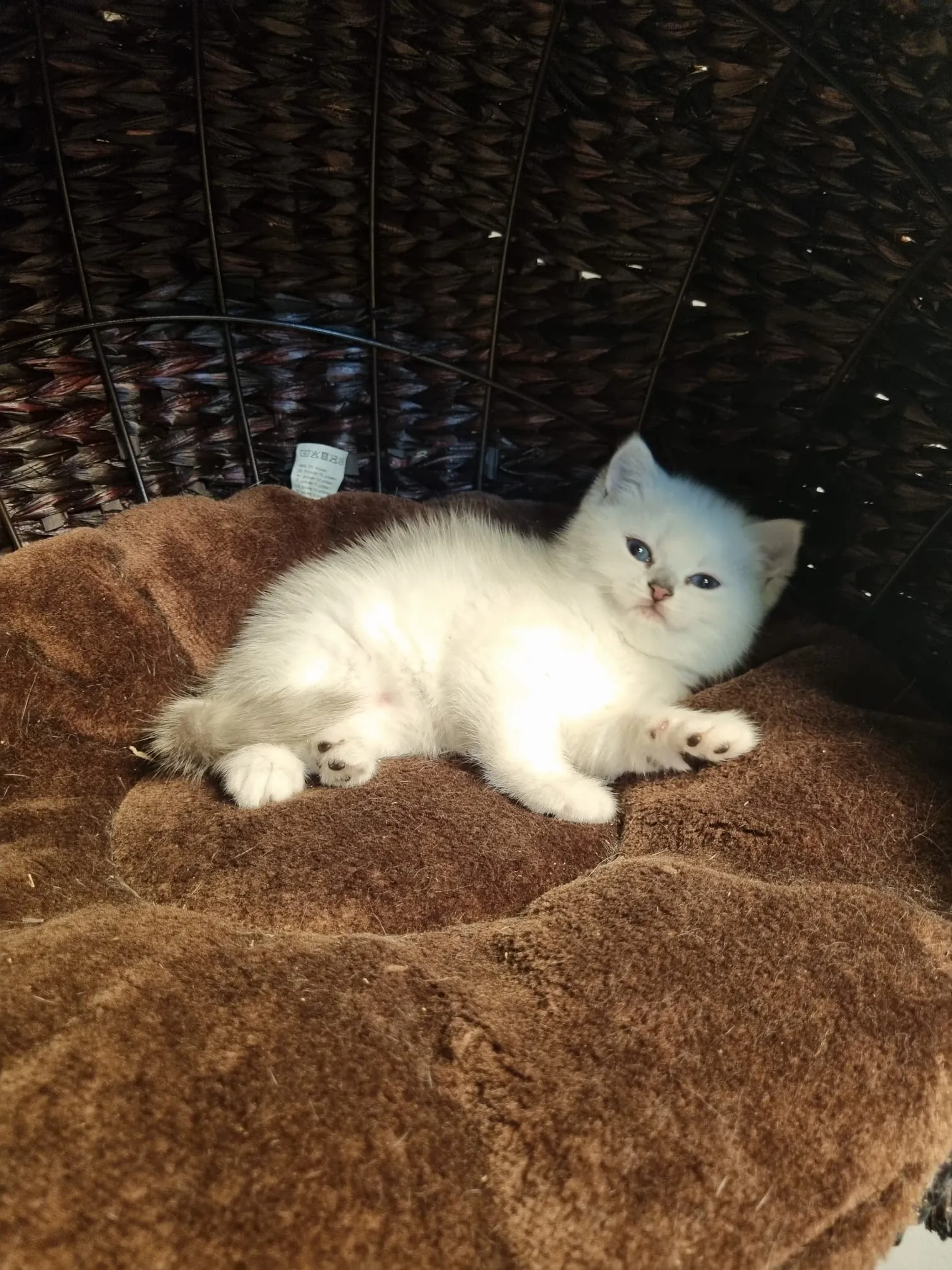 Kitten aus Majas früherem Wurf, Foto 3
